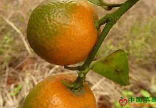 广西桂林：大力推进柑橘产业种植发展 ()