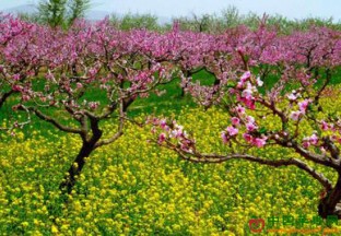 湖南衡阳：500亩桃林帮助村民致富奔小康 ()