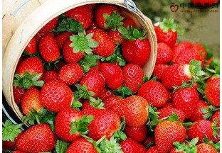 甘肃山丹：戈壁滩上种草莓 ()