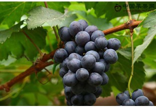 宁夏吴忠：青铜峡全面发力葡萄酒产业 ()