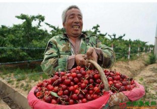 陕西澄城：全力打造中国樱桃第一县 ()