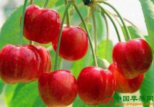 江苏苏州：地产樱桃抢鲜上市 ()