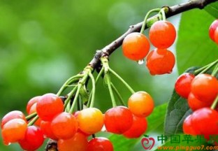 青岛莱西：大棚樱桃抢“鲜”上市 ()