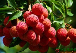 海南海口：火山荔枝出口摩洛哥 ()