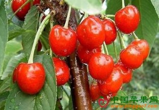 浙江慈溪：本地樱桃迎来采摘旺季 ()