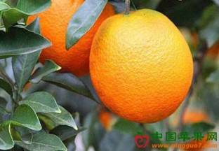 湖北宜昌：秭归脐橙种出3个“亿元村” ()