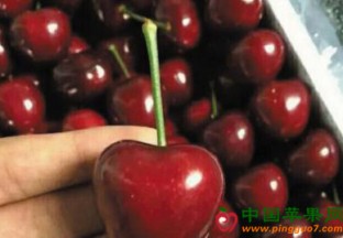 大连樱桃热销全国 ()