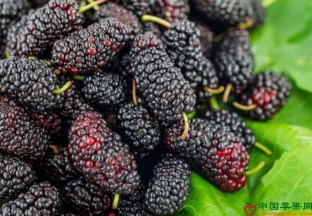 江西丰城：桑葚抢鲜上市 ()