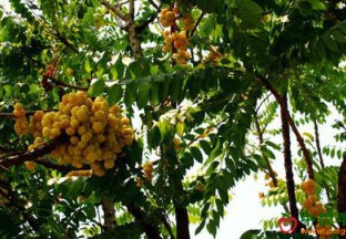 山东青岛：热带水果种植成就新财富 ()