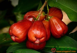 海南三亚：首届莲雾采摘文化节启动 ()