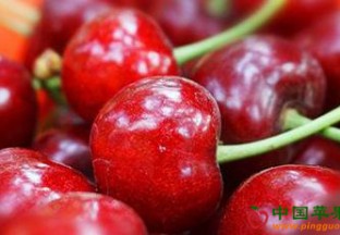 河南郑州：樱桃喜迎丰收 ()