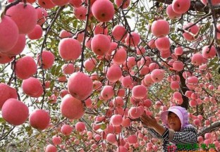 山东：推广实施苹果“五化”目标 ()