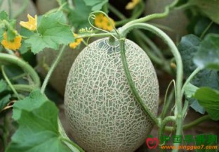 湖北武汉：本地产光皮“哈密瓜”新鲜上市 ()