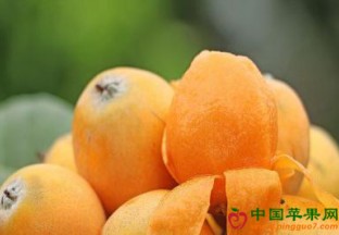 四川自贡：枇杷采摘正当时 ()