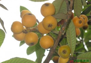 浙江永嘉：上湖枇杷抢鲜上市 ()