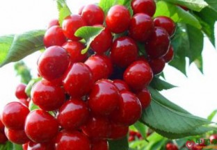 山东日照：小樱桃红透小山村 ()