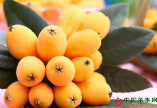 四川石棉：优质枇杷鸣锣上市 ()