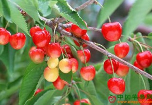 山东青岛：云山大樱桃红遍四方 ()