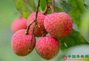 广州增城荔枝：或将迎来丰收季 ()