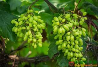 广西柳州：春季葡萄丰收在望 ()