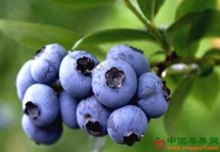 大连蓝莓开始大量上市 ()