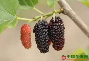 湖南靖州：桑葚种植成就农户致富路 ()