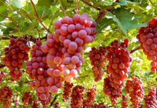 葡萄产业让四川洛水村群众腰包鼓起来 ()