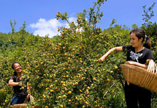 贵州贵阳：刺梨成为首个培育重点 ()