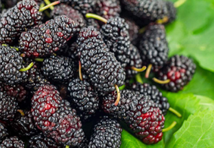 江苏常州：积极推进桑葚产业发展 ()