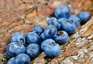 广西柳州：蓝莓开园抢鲜上市 ()