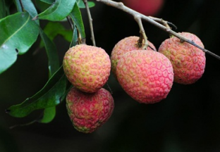 荔枝生产向专业化、规模化、区域化发展 ()