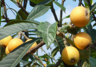 重庆大足：万亩枇杷抢鲜上市 ()