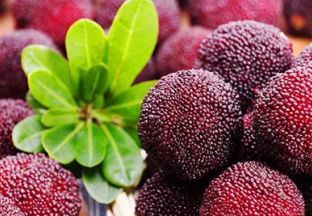 “精品杨梅”之路任重道远 ()