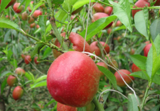 青岛平度：油桃种出新价值 ()