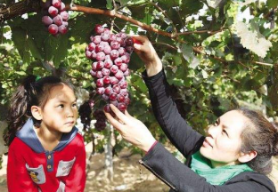 内蒙古乌海：推进葡萄产业健康发展 ()