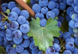 山东金乡：葡萄铺就百姓致富路 ()