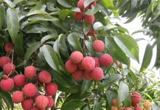 广东广州：时令鲜果大量上市 ()