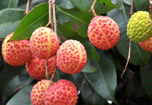 2018年海南荔枝促销大会在北京举行 ()