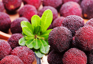 浙江慈溪：大棚杨梅抢鲜上市 ()