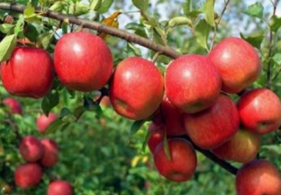 陕西渭南：大力提升果品产业发展水平 ()