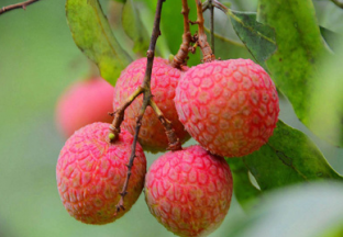 云南昆明：地产荔枝高价上市 ()