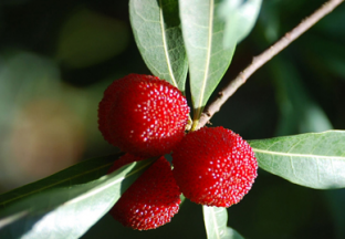 云南富民：万亩杨梅喜获丰收 ()