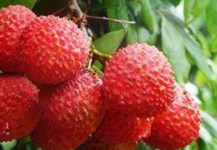 广东东莞：荔枝订单农业新模式开始推广 ()