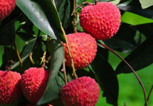 广东：全力打造具有竞争力的荔枝优势产业 ()