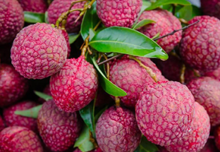 海南海口：全力确保荔枝丰产丰收 ()