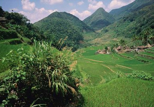 浙江宁海： 第十一届 “宁海白”枇杷节开幕 ()