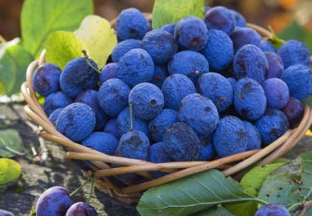 湖南衡阳：全力打造蓝莓扶贫产业 ()