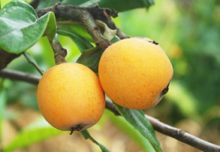 湖南怀化：小枇杷变身“黄金果” ()