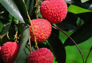 广东惠州：“妃子笑”荔枝上市 ()