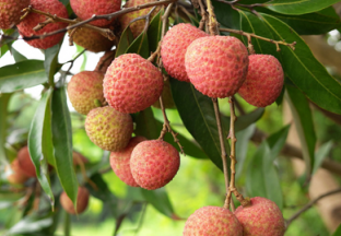 广州增城：红荔枝迎来大丰收 ()